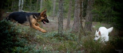 Risky og Jeanie i farta!