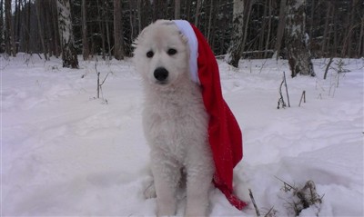 Ønsker God Jul!