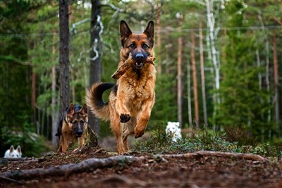 Alle jentene i flokken hjemme!