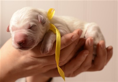 Gul 535 gram