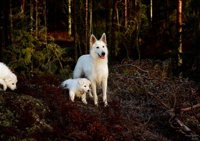 Vakre Jeanie vår! <3