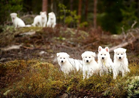 Flokken i skogen