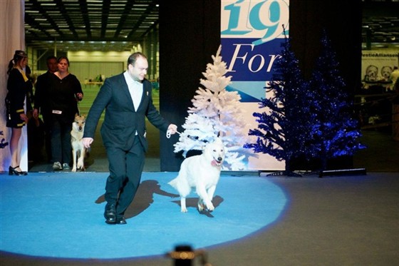 Stora Hund 2011