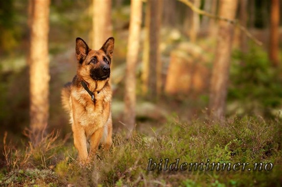 Oopsi Daisy speider i skogen