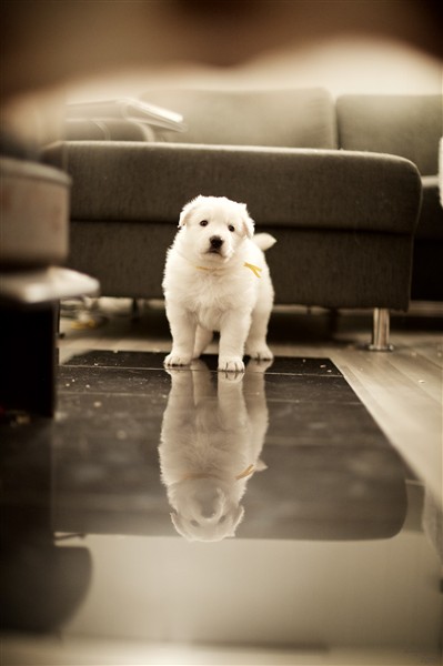 Gul hannhund speier seg